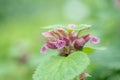 Balm-leaved archangel Lamium orvala, lilac flowering